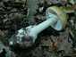 Gyilkos galóca (Amanita phalloides), Somogy